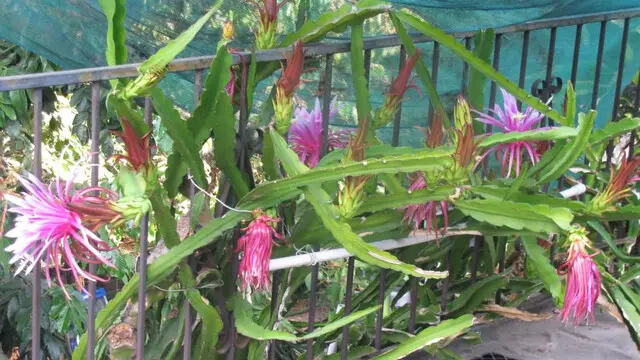 Red dragon fruit flowers The Asunta